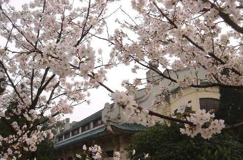 知名学府，樱花飘香-武汉大学